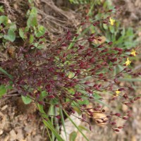 Hypericum japonicum Thunb.